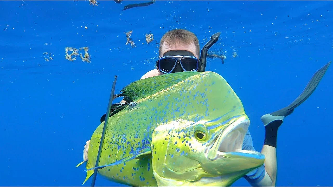 Spearfishing For Bull Dolphin {catch Clean Cook} Gourmet Dorado Fingers
