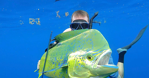 Spearfishing For Bull Dolphin {catch Clean Cook} Gourmet Dorado Fingers
