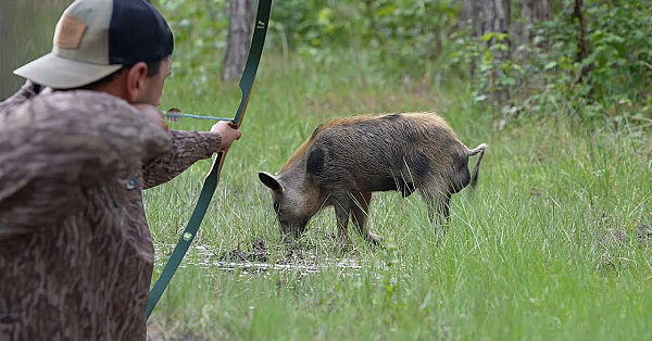 Hog Hunt On New Florida Property {catch Clean Cook} Hog Hunt With Traditional Twist!