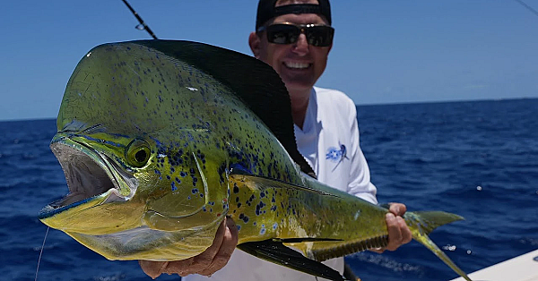 Monster Mahi Mayhem {catch Clean Cook} Wide Open Dolphin Fishing In Florida!