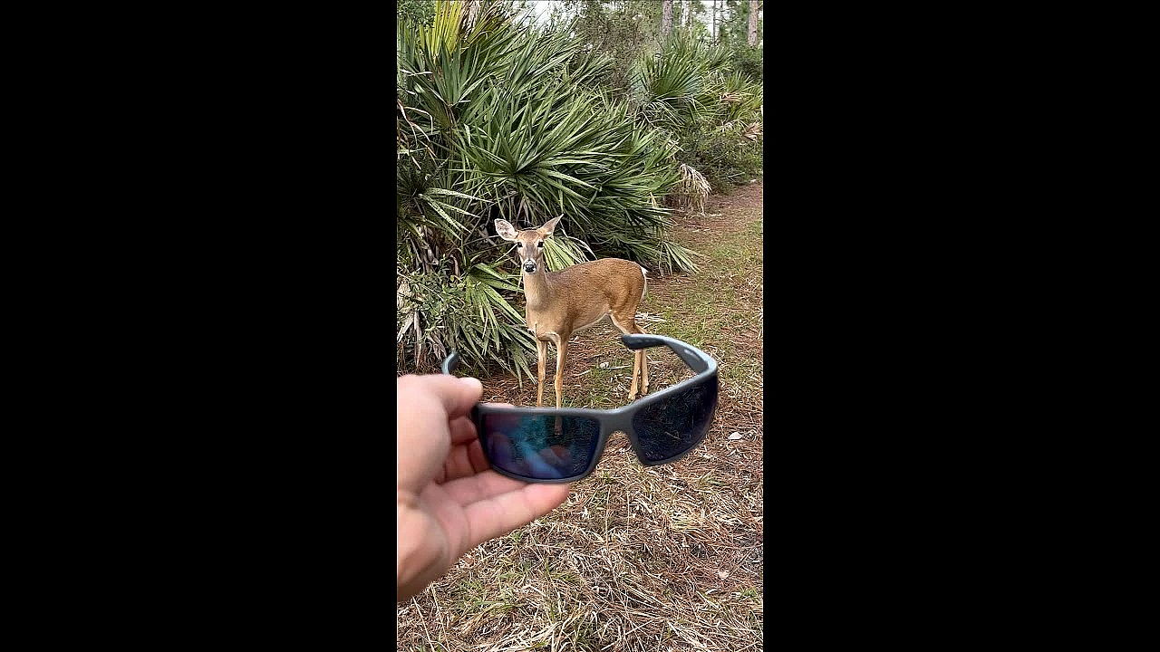 Curious Deer Wants Hunter’s Sunglasses! #shorts