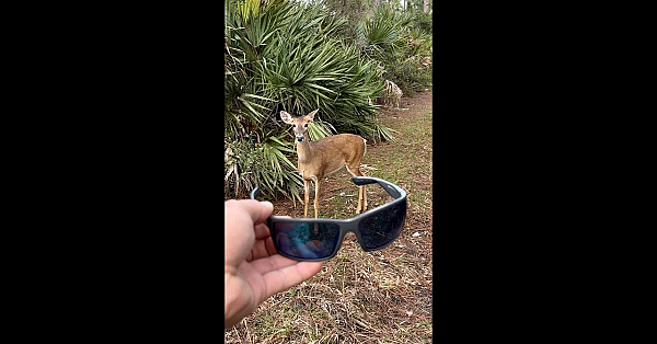 Curious Deer Wants Hunter’s Sunglasses! #shorts