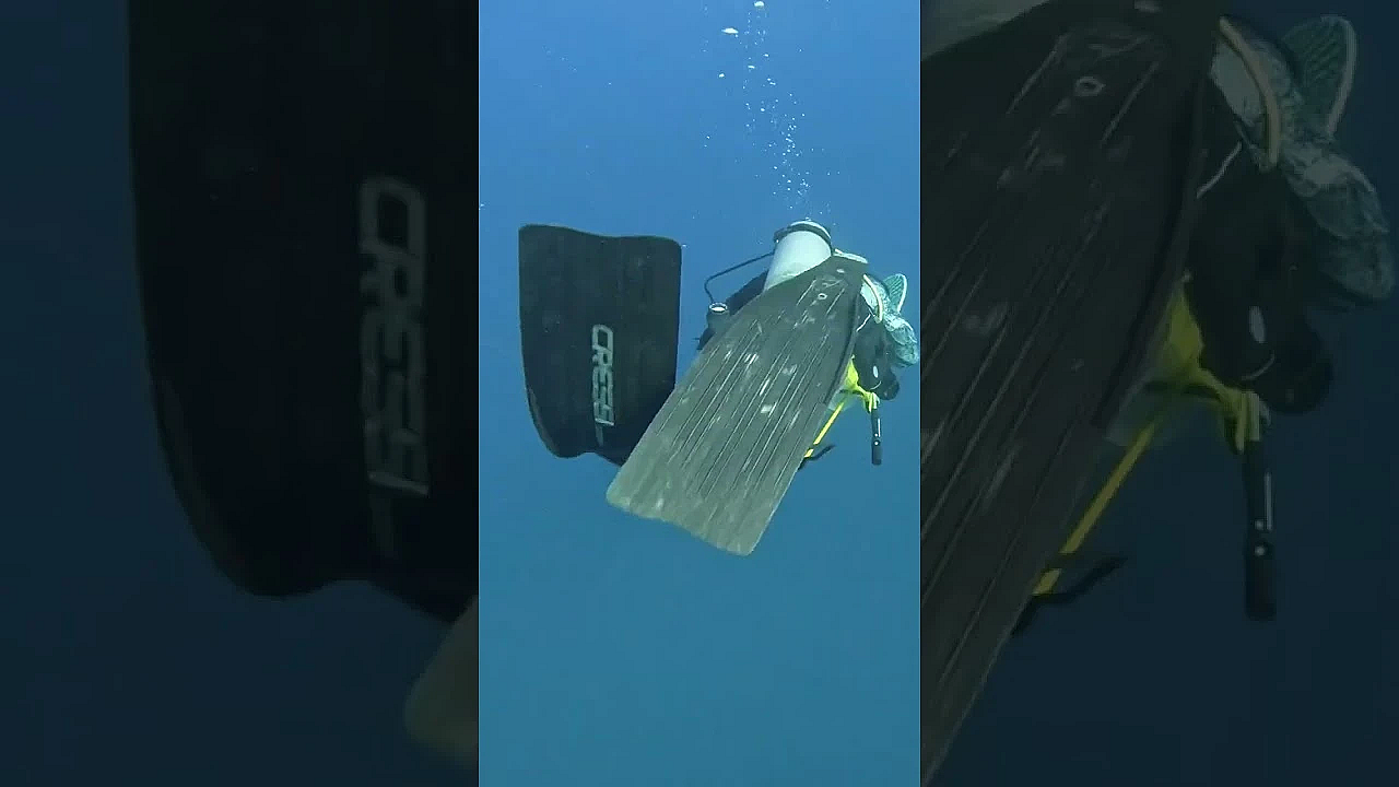 The Biggest Lobster On Youtube! #shorts #biggest #lobster