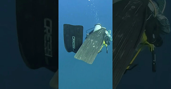 The Biggest Lobster On Youtube! #shorts #biggest #lobster