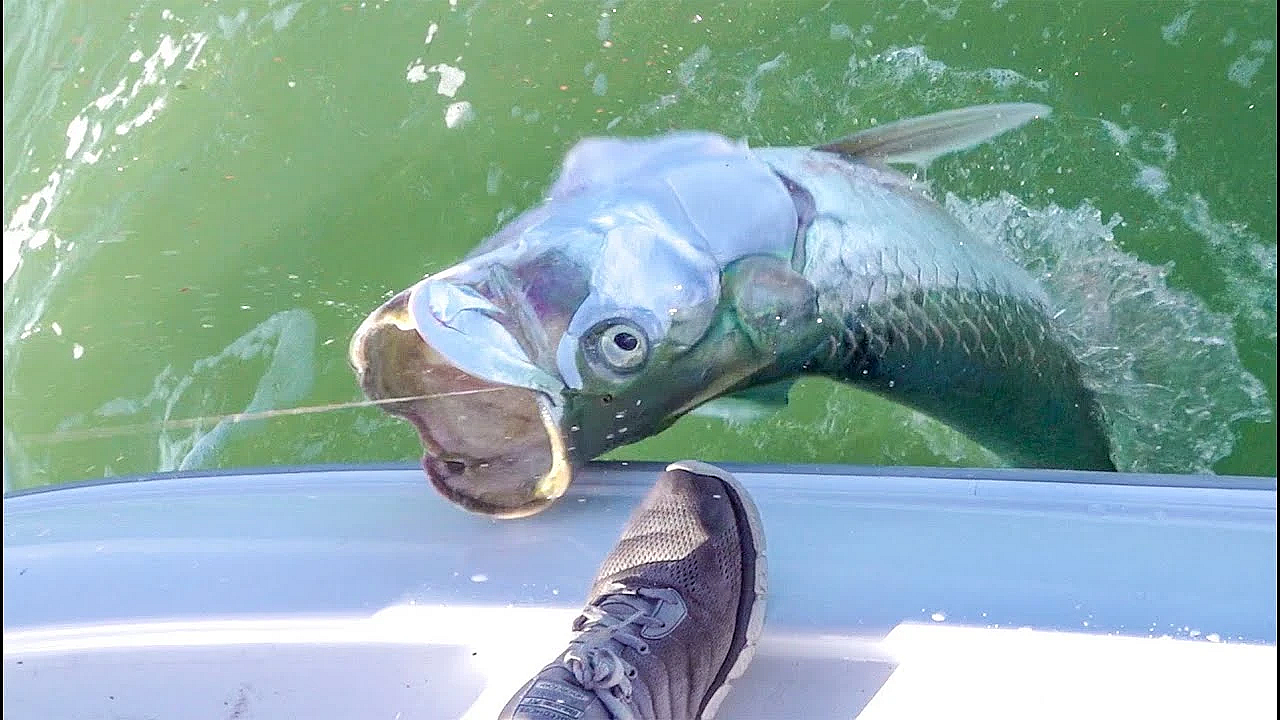Tarpon &amp; Shrimp {catch Clean Cook} Bud N' Mary's Marina