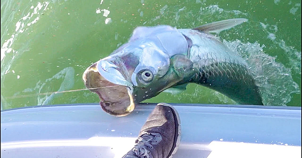 Tarpon &amp; Shrimp {catch Clean Cook} Bud N' Mary's Marina