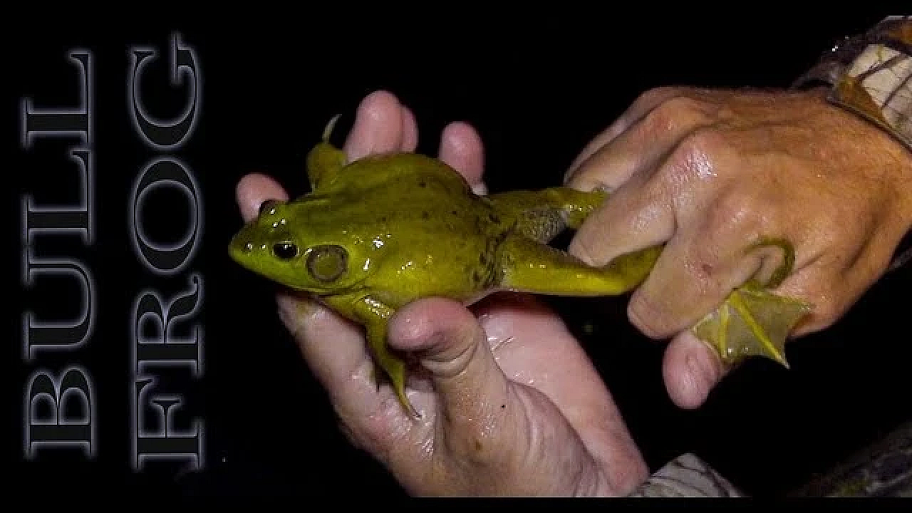 Bull Frog N' Tilapia {catch Clean Cook}