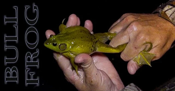 Bull Frog N' Tilapia {catch Clean Cook}