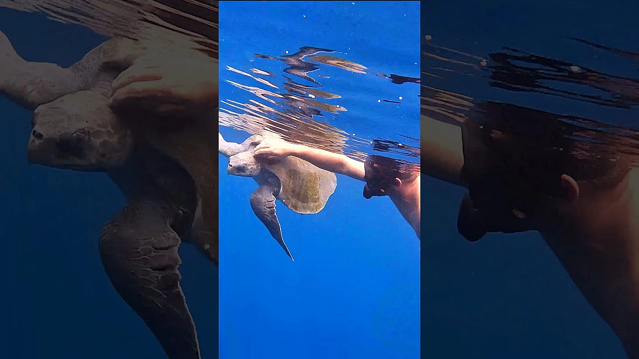 The Friendliest Sea Turtle In The World!!! #shorts #friendly #turtle