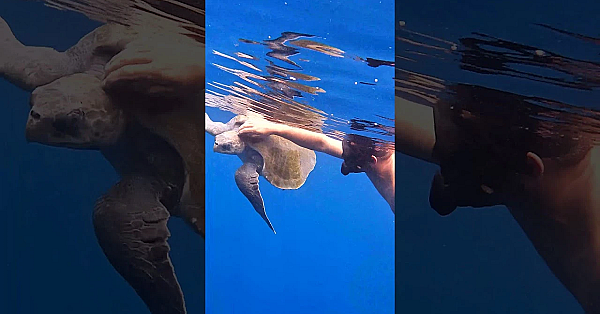 The Friendliest Sea Turtle In The World!!! #shorts #friendly #turtle