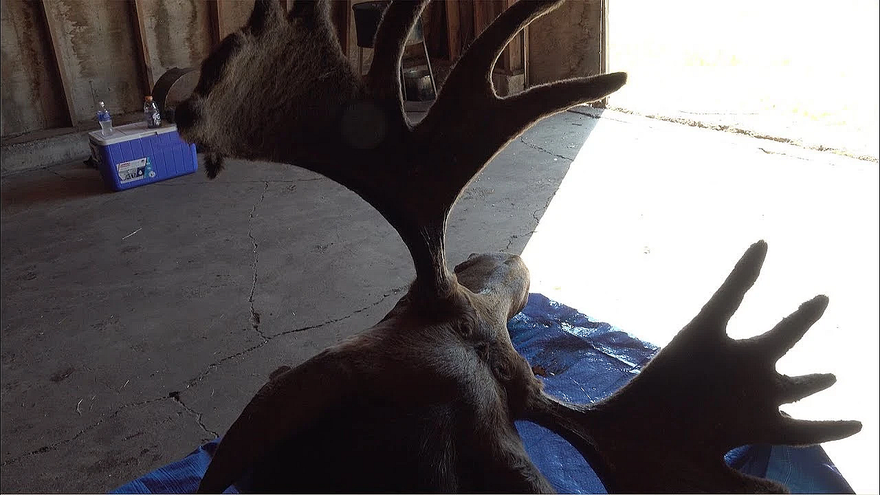 How To Clean A Moose