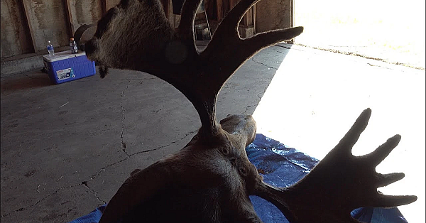 How To Clean A Moose