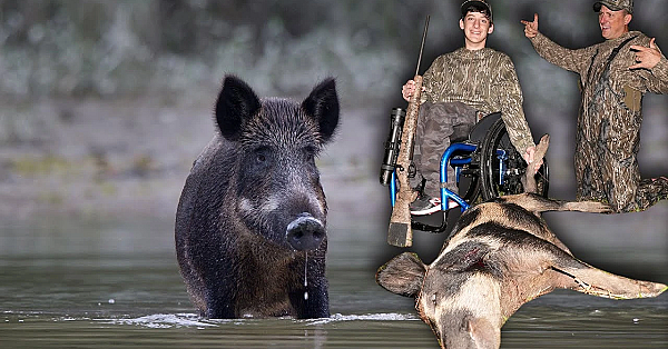 Swamp Buggy Wheelchair Hog Hunting!!! (catch Clean Cook} Camo Dreamer Tucker Hauser
