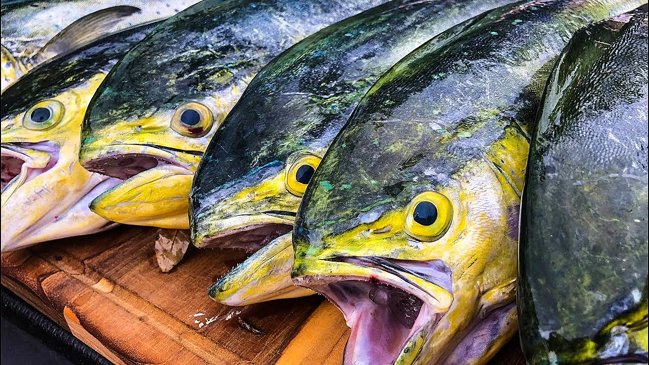 Dorado, Mahi Mahi, Dolphin {catch Clean Cook}  Mahi Piccata