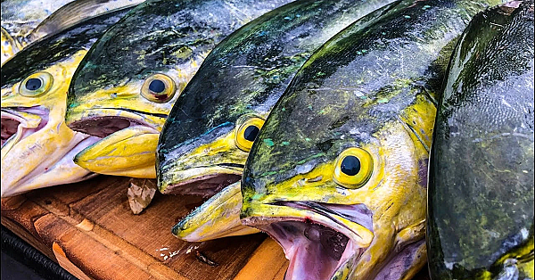 Dorado, Mahi Mahi, Dolphin {catch Clean Cook}  Mahi Piccata