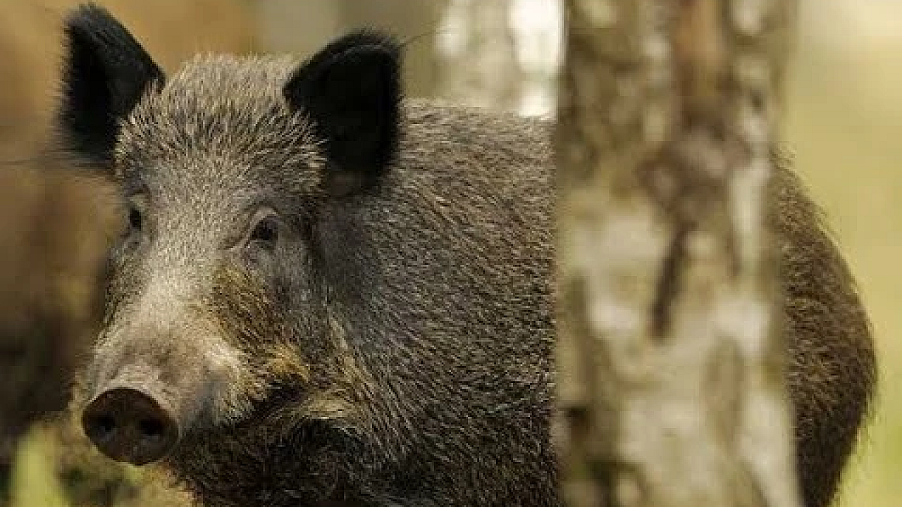 Stalking Wild Boar In Super Thick Brush {catch Clean Cook}