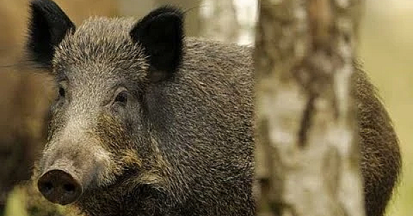 Stalking Wild Boar In Super Thick Brush {catch Clean Cook}