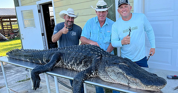 How To Clean A Gator {interesting Alligator Facts}