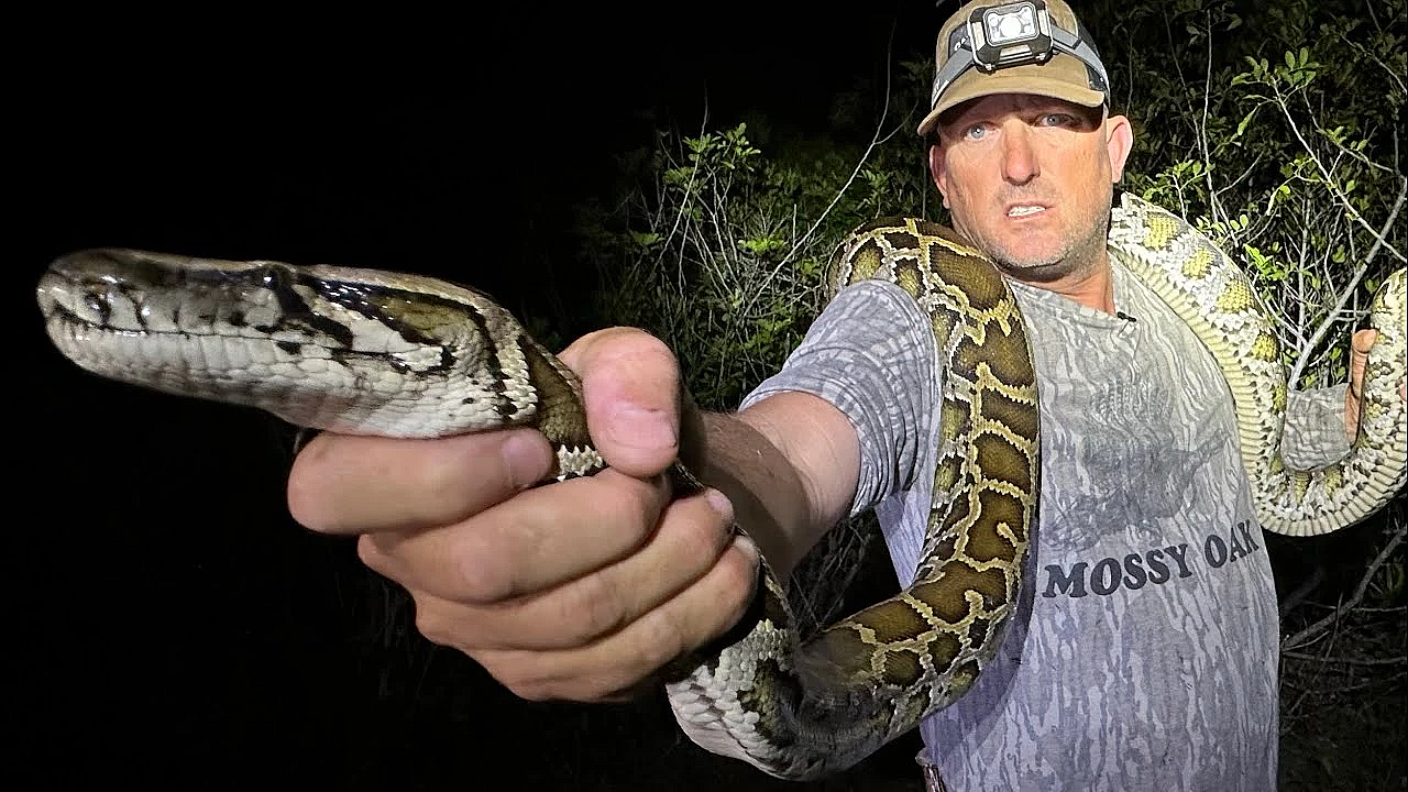 Using A Dog To Find Deadly Python's In The Everglades! {catch Clean Cook} Ft. Python Cowboy