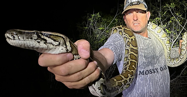 Using A Dog To Find Deadly Python's In The Everglades! {catch Clean Cook} Ft. Python Cowboy