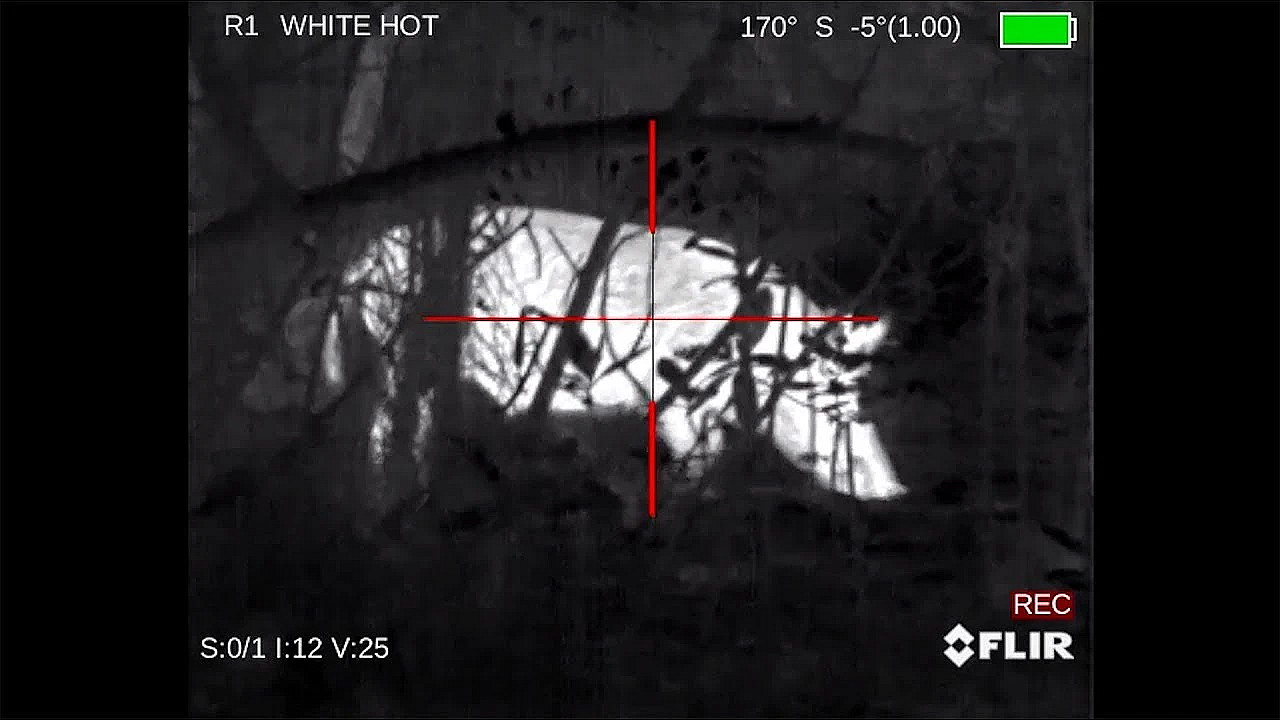 Thermal Crossbow Hunt: 2 Massive Wild Boar!!! {catch Clean Cook}