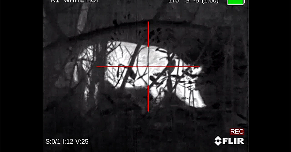 Thermal Crossbow Hunt: 2 Massive Wild Boar!!! {catch Clean Cook}