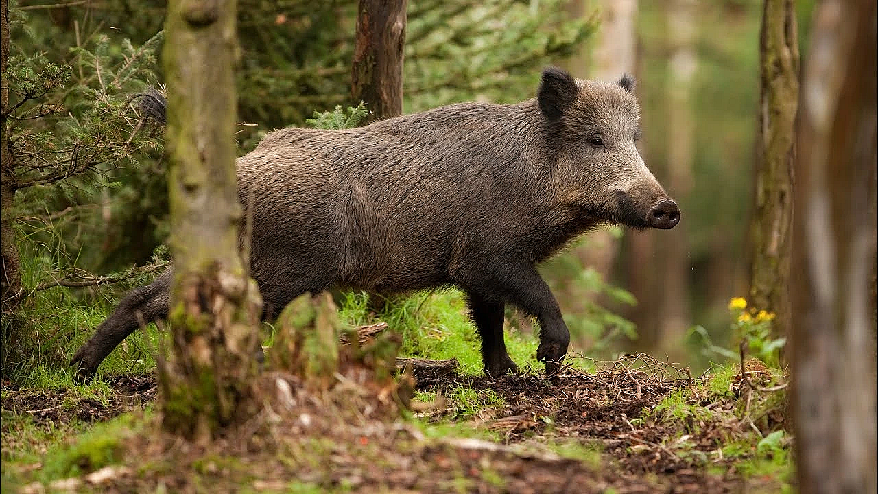 Crazy Hog Hunt With Long Time Fan!!! {catch Clean Cook} Habanero Honey Mustard Tenderloin!