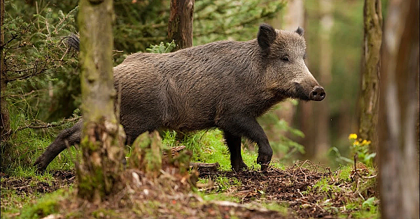 Crazy Hog Hunt With Long Time Fan!!! {catch Clean Cook} Habanero Honey Mustard Tenderloin!
