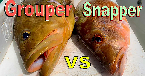 Snapper Vs Grouper {catch Clean Cook} Cooking On Remote Island Beach