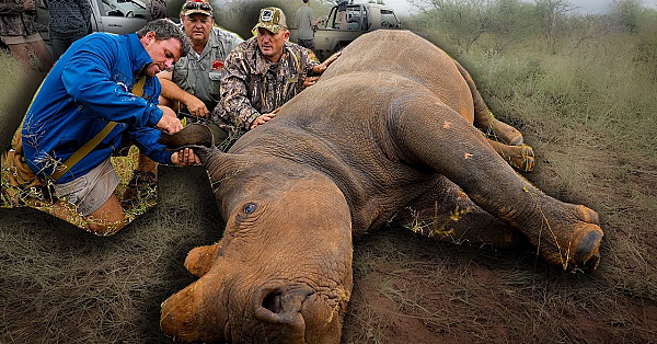 Wild African Rhino! Placing Satellite Tracking Device In The Horn To Protect From Poachers!!!!