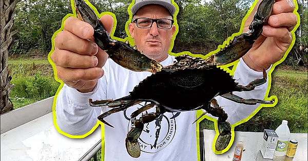 Giant Florida Blue Crabs Are Way Better Than Maryland Blue Crabs {catch Clean Cook} Joey Is Back!!!