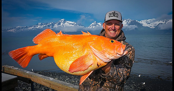 Massive Arctic Goldfish {catch Clean Cook} Millers Landing, Seward, Ak