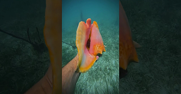 Wanna Make All Your Friends Happy? #shorts #viral #happy