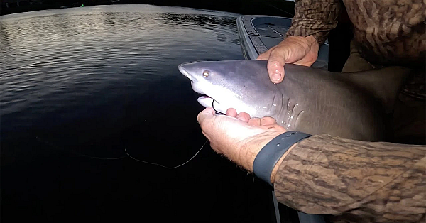 How Not To Un-hook A Bull Shark! {catch Clean Cook} This Was Sooo Goood!