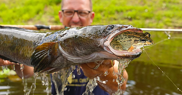 Catching Massive Snake Head On Live Frog!!! {catch Clean Cook} Halibut Vs Snake Head