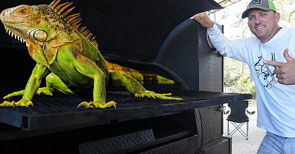 Whole Iguana Smoked Using Orange Wood {catch Clean Cook} These Things Are Destroying S. Florida