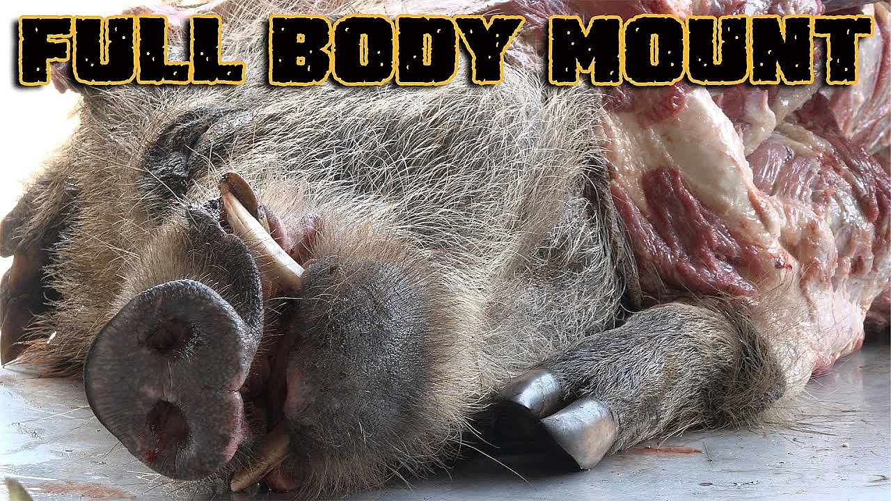 How To Dress Out A Hog For A Full Body Mount {deermeatfordinner}