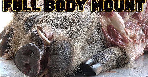 How To Dress Out A Hog For A Full Body Mount {deermeatfordinner}