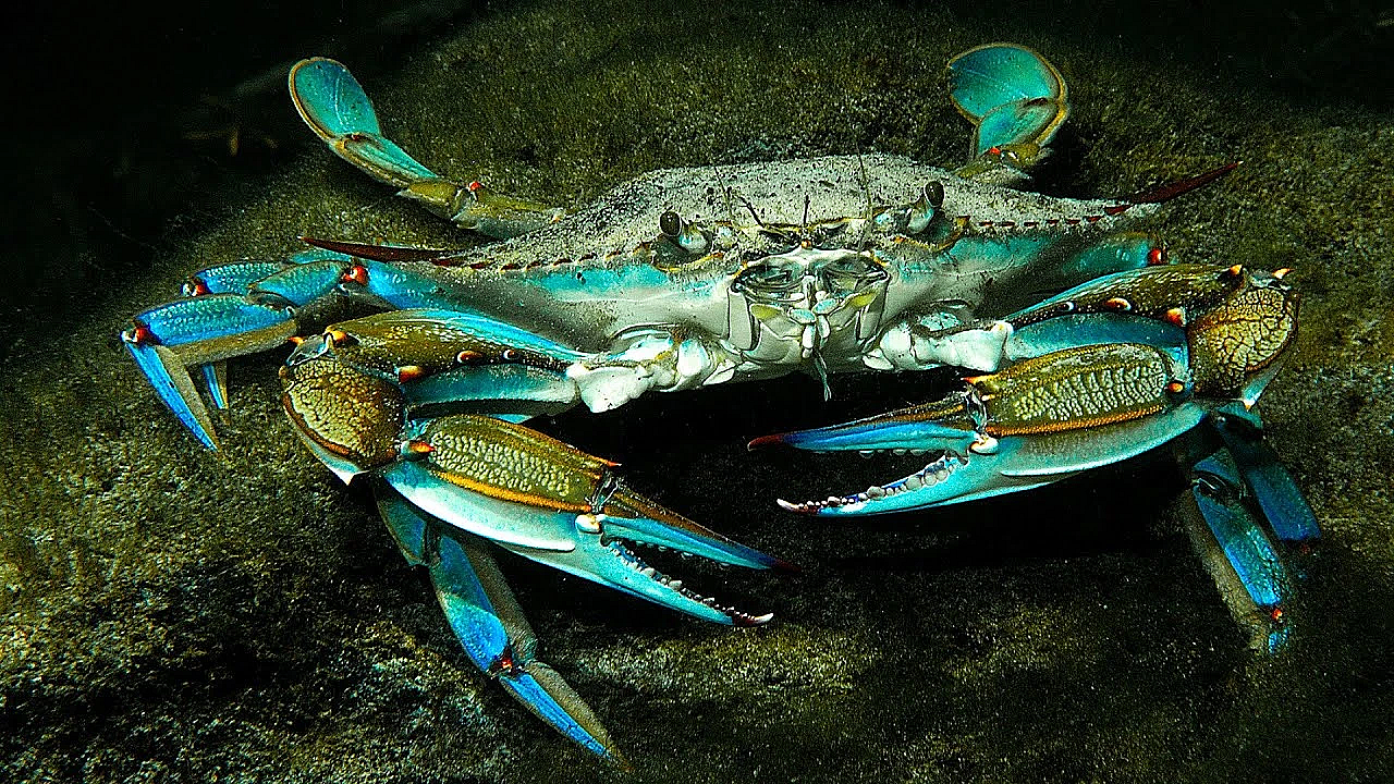 Authentic Cuban Crab {catch Clean Cook} Surprising A Random Fan!