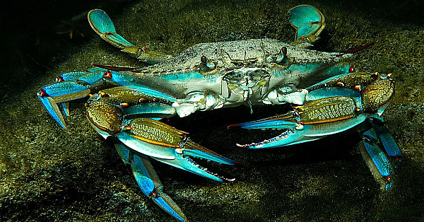 Authentic Cuban Crab {catch Clean Cook} Surprising A Random Fan!