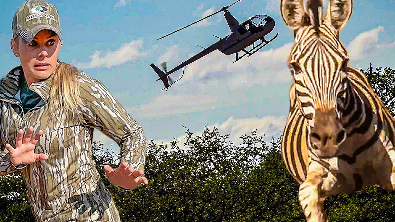 Trapping Wild Zebras With Helicopter! {moving The Herd From Baron Desert To Lush Fields Of Grass}