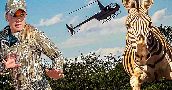 Trapping Wild Zebras With Helicopter! {moving The Herd From Baron Desert To Lush Fields Of Grass}