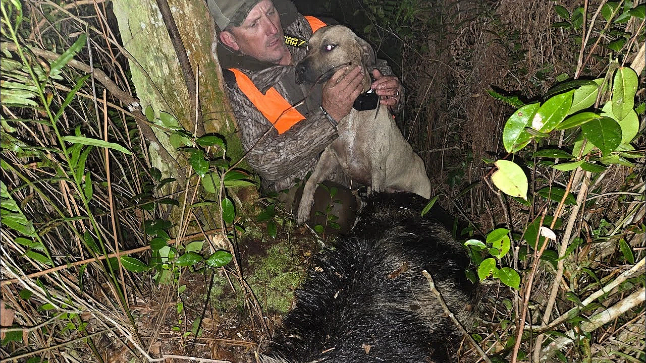 Giant Boar Attacked My Dogs! {catch Clean Cook} The Sanctuary