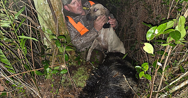 Giant Boar Attacked My Dogs! {catch Clean Cook} The Sanctuary