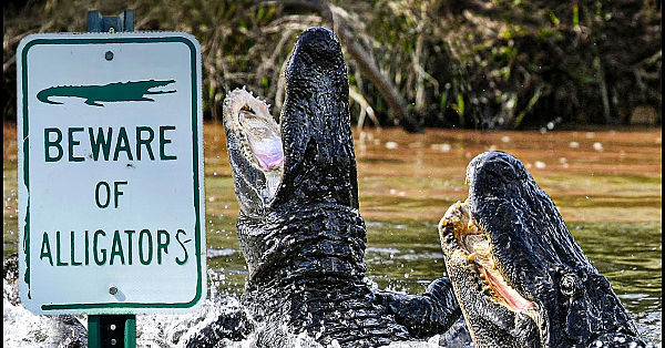 2 Big Gators In 1 Awesome Night {catch Clean Cook} Where Meat Comes From!