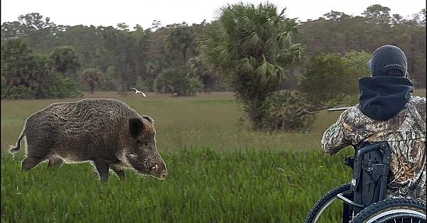 Paraplegic Who Talks Like Wild Animals!! Josh Carney {catch Clean Cook} Awesome Wild Boar Hunt