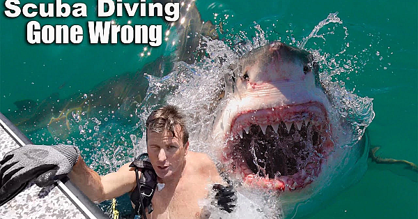 Diving For Lobsters And A Massive Shark Nearly Eats My Brother!!!!