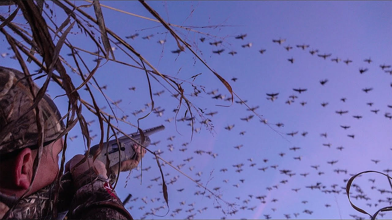 250,000 Geese! {catch Clean Cook} A Speck-tacular Hunt (california Waterfowl Association)