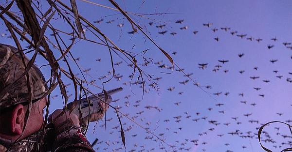 250,000 Geese! {catch Clean Cook} A Speck-tacular Hunt (california Waterfowl Association)