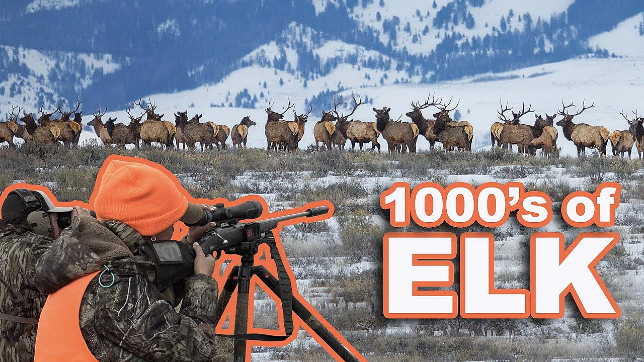 We Found The Worlds Largest Herd Of Elk!!! {catch Clean Cook} Sarah's First Elk Hunt